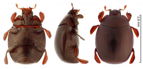 Dendrophilus pygmaeus